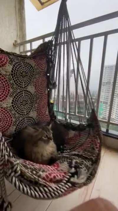 He likes to chill in the balcony when it’s raining