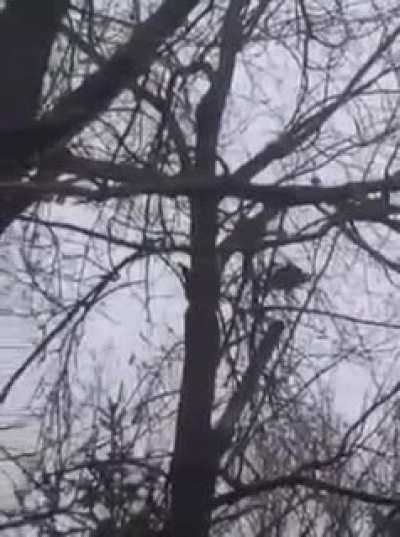 Crouching Turkey Hidden Gobbles