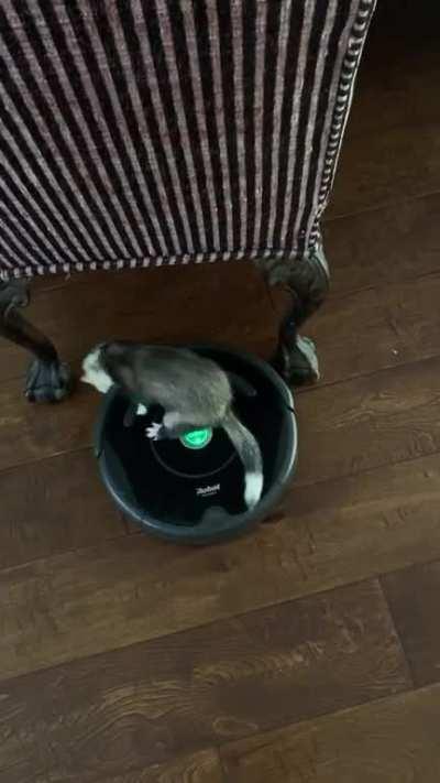 the roomba ferret mobile😆