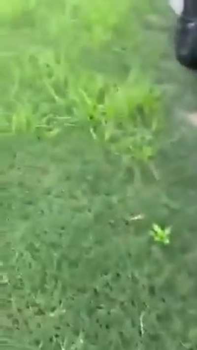 Zombie in real 
