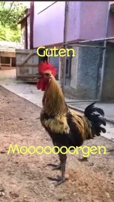 Guten Morgen!!!☀️🌅🌞🌄🌤🌅🕶🌞☀️🌞🌞🌞🌞🐓🐔🐔🐥🐣🐣🐤🐣🐥