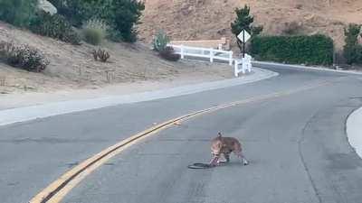 🔥 Street fight - Bobcat vs Rattler
