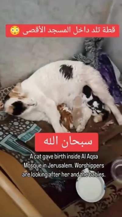 Cat gives birth in Masjid Al Aqsa, Jerusalem, Palestine.