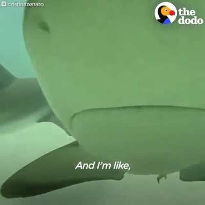 Shark Girl , The Summoner Of Sharks.