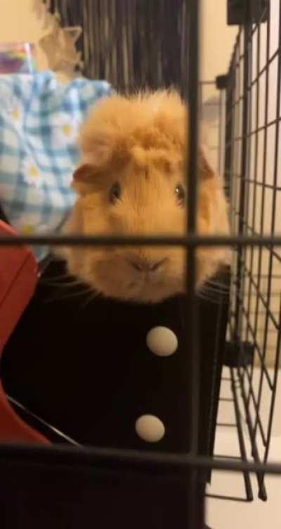 Piggie caught in action trying to escape