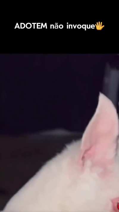 Tem que chamar um exorcista pra essa praga 