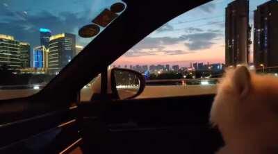 Every time I pass this bridge alone and look at the sunset, always think of this video and my dog