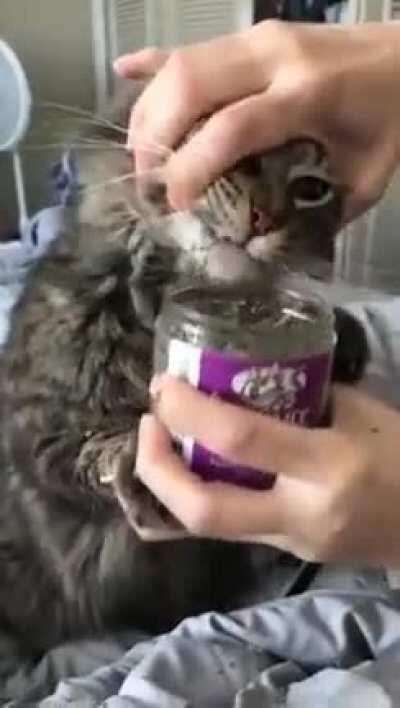 Drug-addicted cat