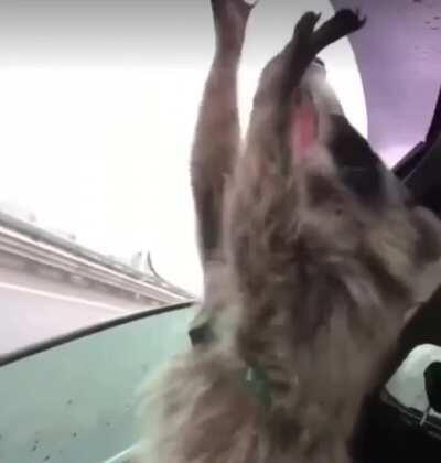 Overwhelmed trash panda discovers a strong breeze