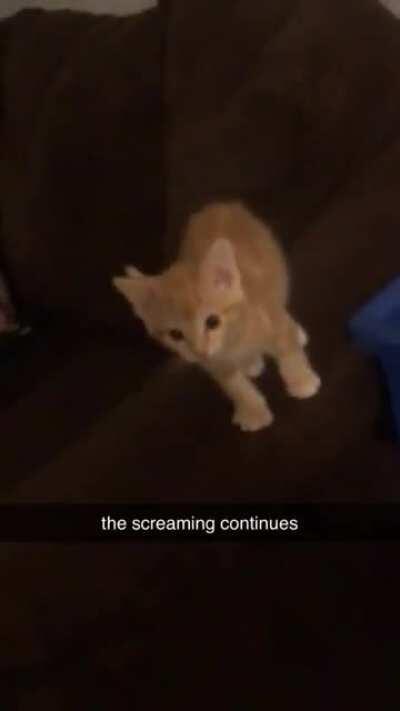 my very small and very loud kitten