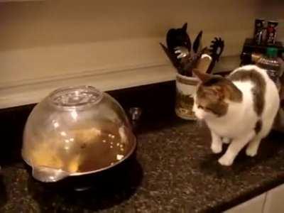 Cat terrorized by popcorn