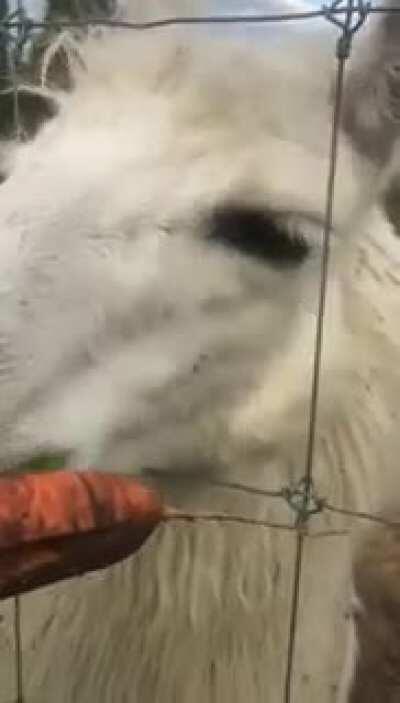 Chico loves his carrots!