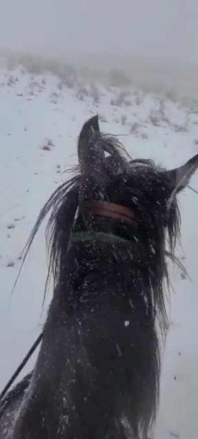 I work on Horseback and got caught in the snow today. Figured you all would get a kick out of my impression.
