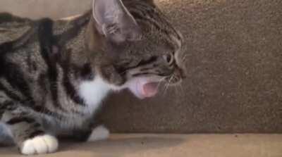 I'm the monster cat!!