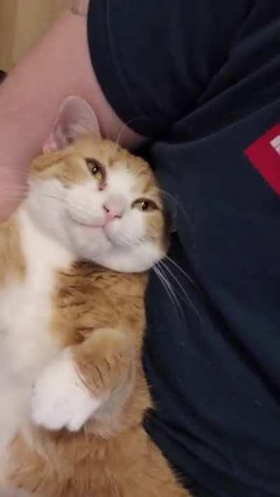 Getting home from work, and having this 5kg ball of fluff, allways makes me smile 🧡