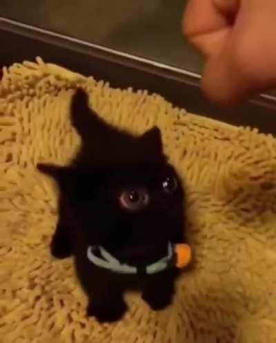 A real live Night Fury.