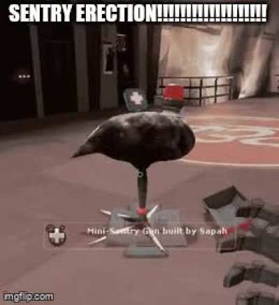 SENTRY ERECTION!!!!!!!!!!!