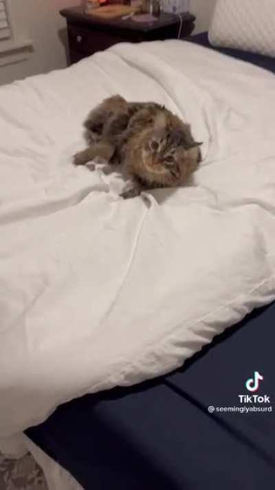 The duvet is lousy with them!