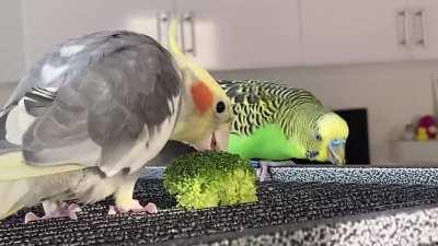 Just wanted a video of Coconut eating some broccoli...