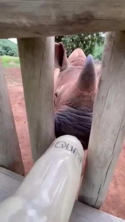 3 Orphans at Care for Wild running for their milk