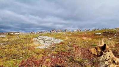 🔥 Mushroom season has started, and reindeer are rushing to the tundra to eat them, and i think we all know why they are in a hurry