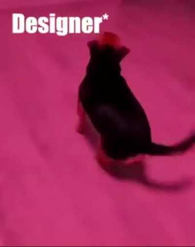 Programmers at parties