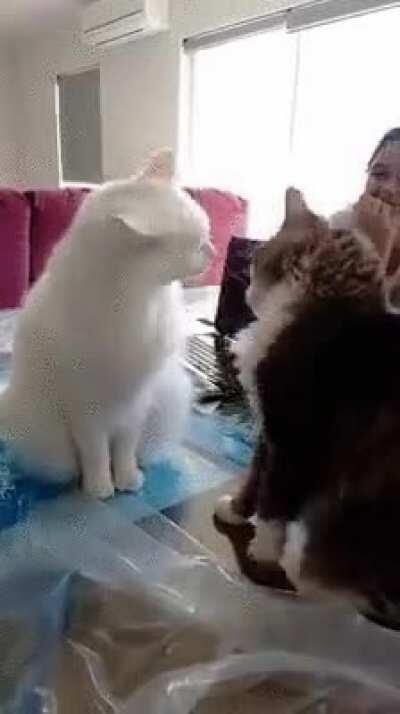 the thin line between love and hate