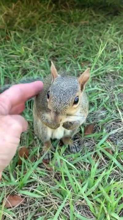 Squirrel holding hands of woman