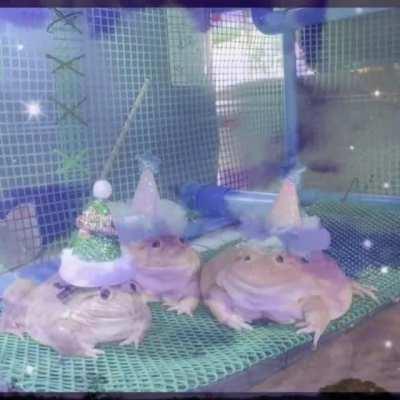 Frog meme I was sent a while ago, really want to know the song (and/or genre of music) they put over it