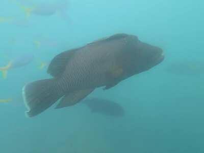 Not the best video as I thought I was about to be eaten but look at this big fella I swam with last year!