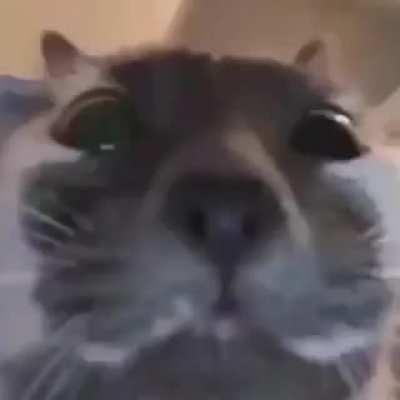 OkBuddyCats - Video #9287