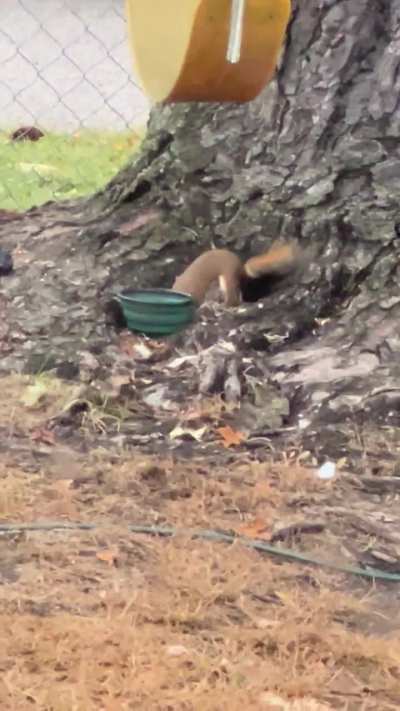 Look at his feet😂just looks like he has a plan up sleeve.. He is definitely something else. My little Fiery baby❤️