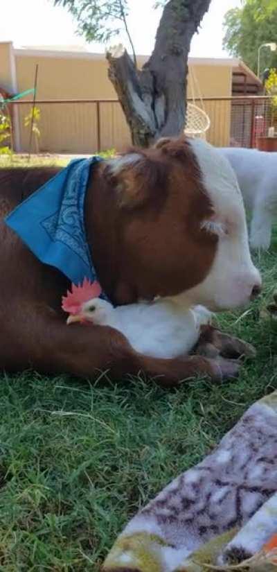 Duke with his chicken buddy, Rex, at a farm sanctuary in Arizona