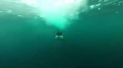 the velocity of this Orca compared to a motorized boat