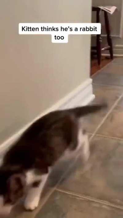 Baby kitten wants to play with the rabbit so bad and acts and jumps like the rabbit does.