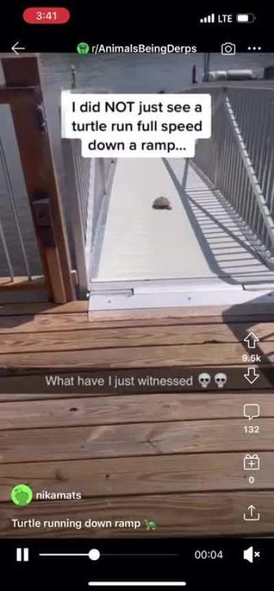 My turtle people need me