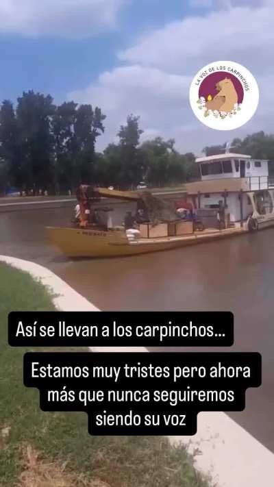 As&iacute; se llevaban a los carpinchos de Nordelta