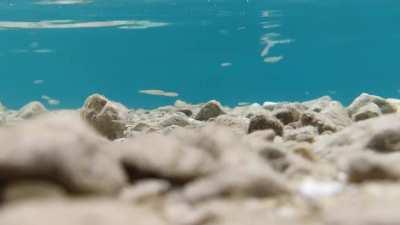 Tiny Fish-City in local lake