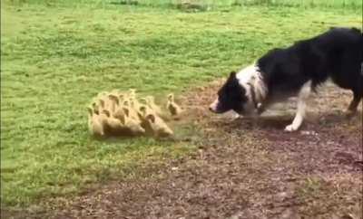 A Border Collie Gently Guiding Ducklings Into a Puddle