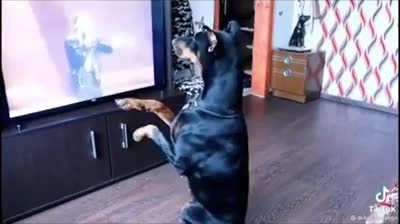 When your dog is a Michael Jackson fan