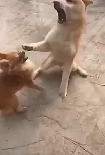 Ritual dance of a frightened dog