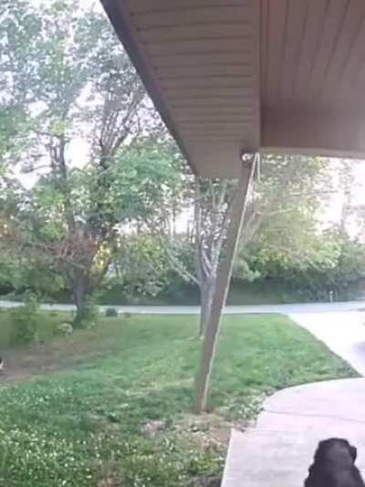 Who let the dogs out?