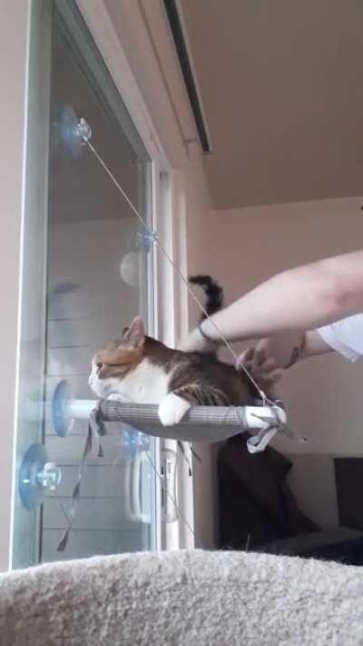 Pumpkin REALLY likes her butt-bongos. If I didn't get tired, she would let this go on for hours