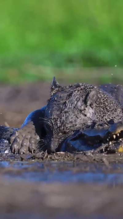 [HELP] The jaguar's movement seems strange to me, but I can't tell