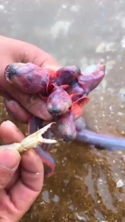 thanks, i hate whatever this abomination is.