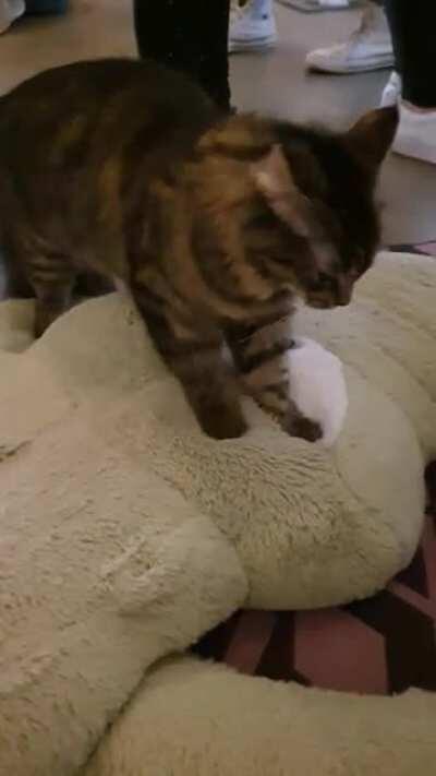 Hard at work at the Melbourne Cat Cafe