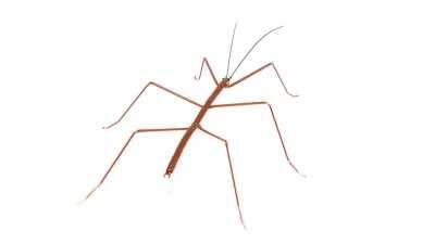 Walking Stick Insect (Phasmatodea) - Borosilicate Glass Sculpture by Rafael Glass - Michigan, USA