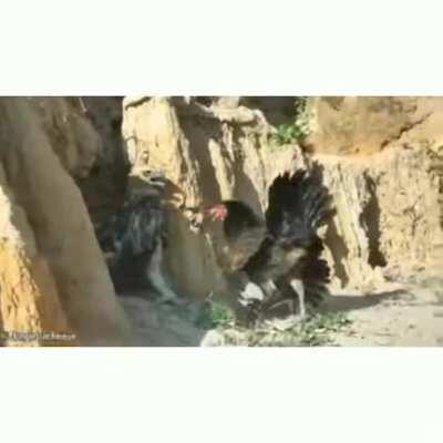 Thinking that just because you're a huge eagle you can overcome a protective mother's instincts.