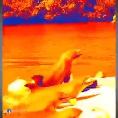 Kahit Kailan WAG Kayo Mag Tiwala Sa Dolphin.Pa Up Vote