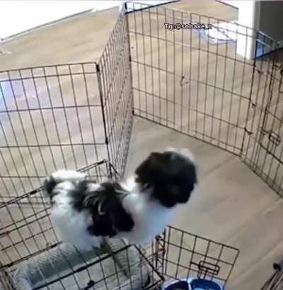 No obstacles for our smart boi